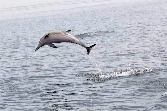 Dolphins and whales watching experience in Portugal
