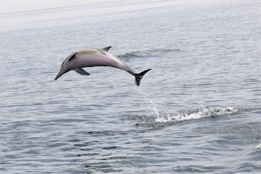 Experiencia de avistamiento de delfines y ballenas en Portugal.