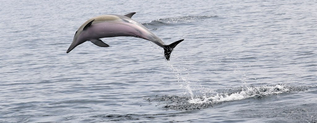 Delfin- und Walbeobachtungserlebnis in Portugal