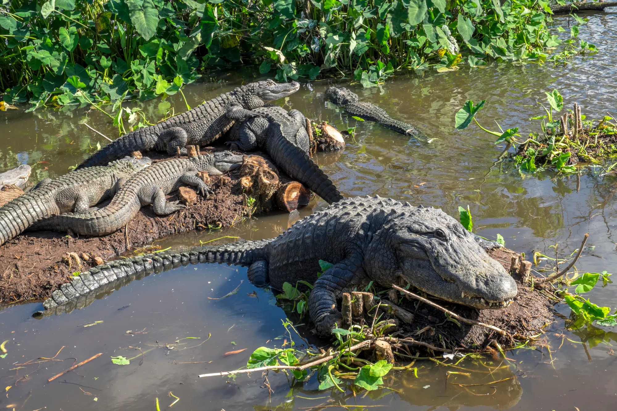 Gatorland