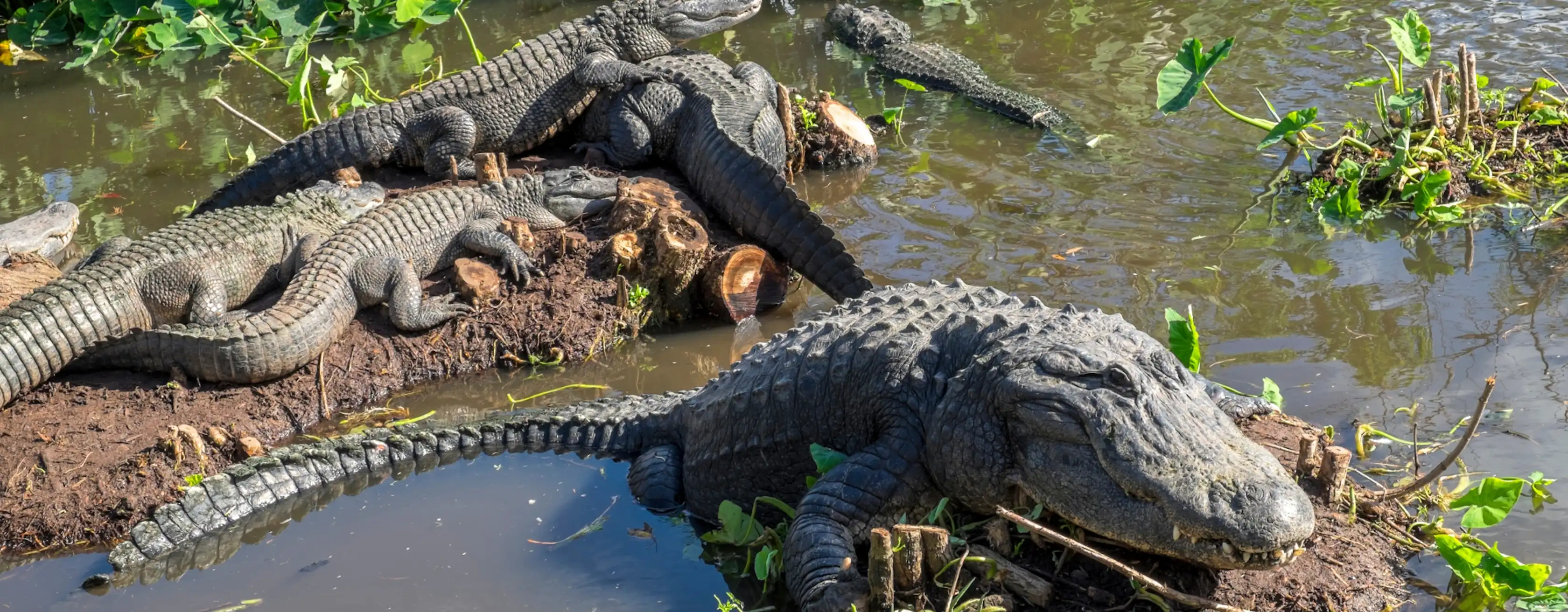 Gatorland tickets en tours
