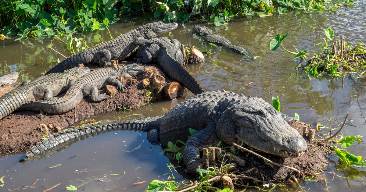 Gatorland Tickets