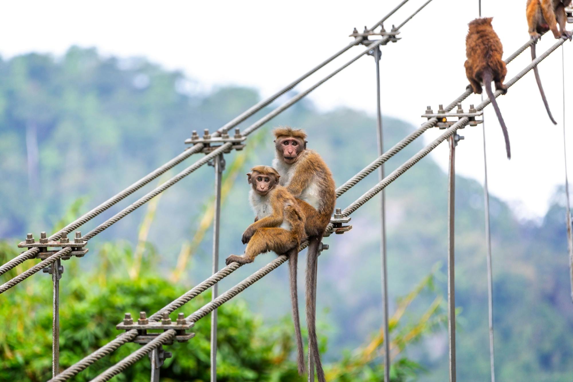 Kandy, Sigiriya and Dambulla Tour