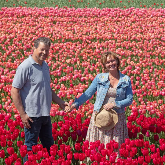 Dagtocht naar Keukenhof, tulpenboerderij en windmolencruise
