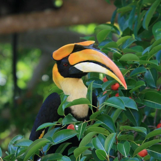 Birdwatching half-day tour in Langkawi