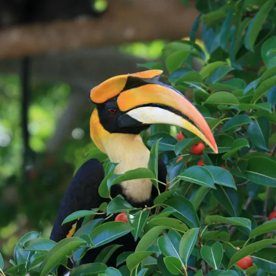 Tour di mezza giornata di birdwatching a Langkawi