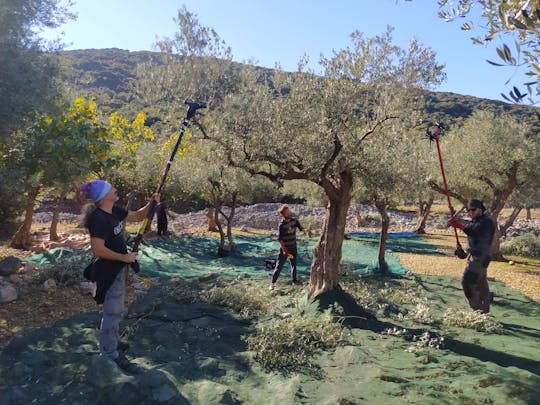 Excursão para pequenos grupos de colheita de azeitonas em Cres
