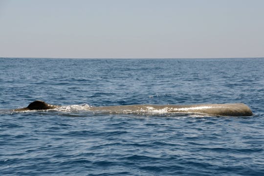 Bootstour mit Walbeobachtung und Mittagessen auf der Insel Vila Franca