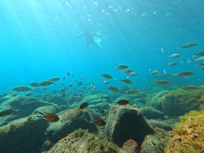 Snorkelling Experience in the South of Fuerteventura