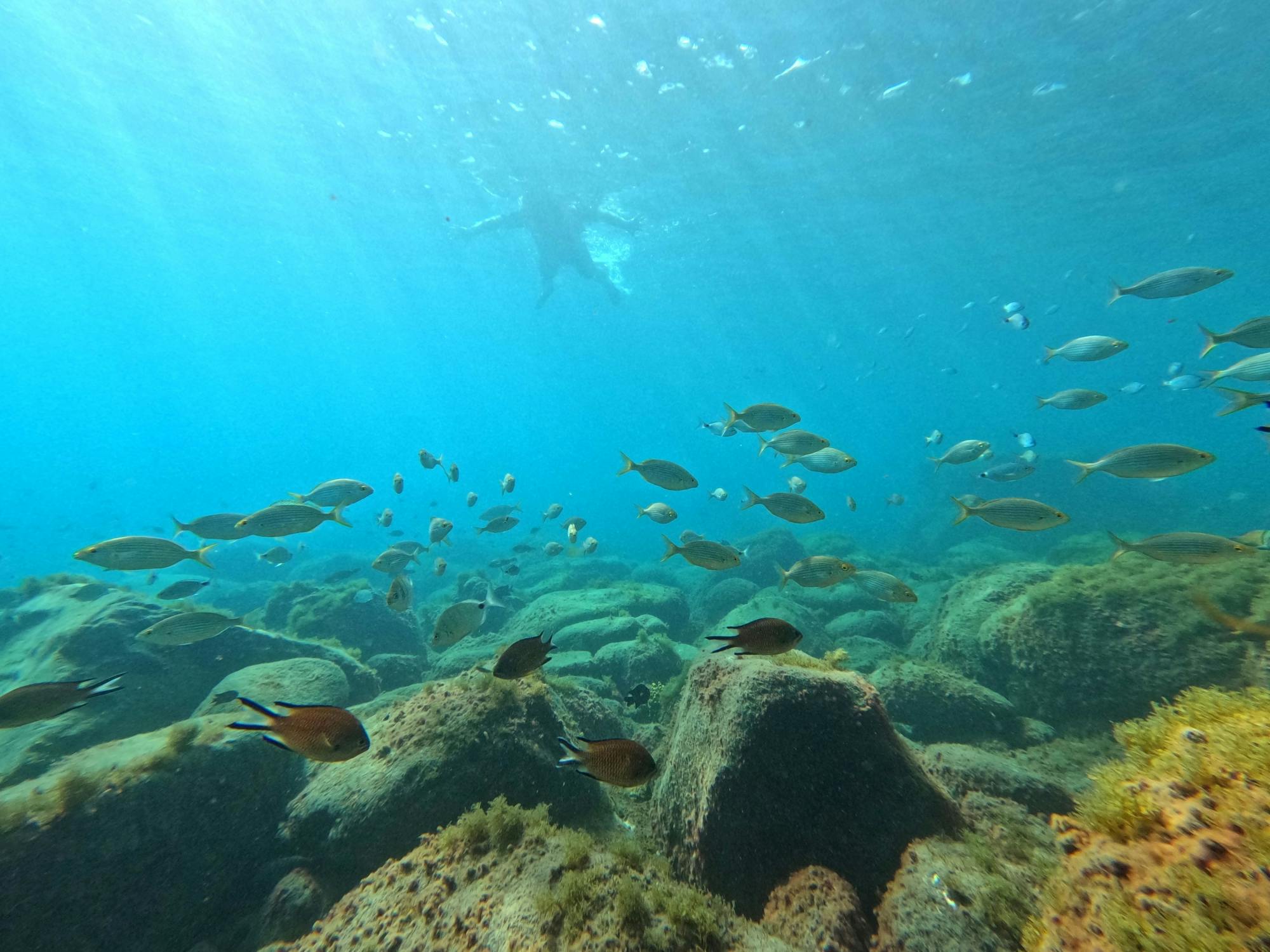 Snorkelling Experience in the South of Fuerteventura