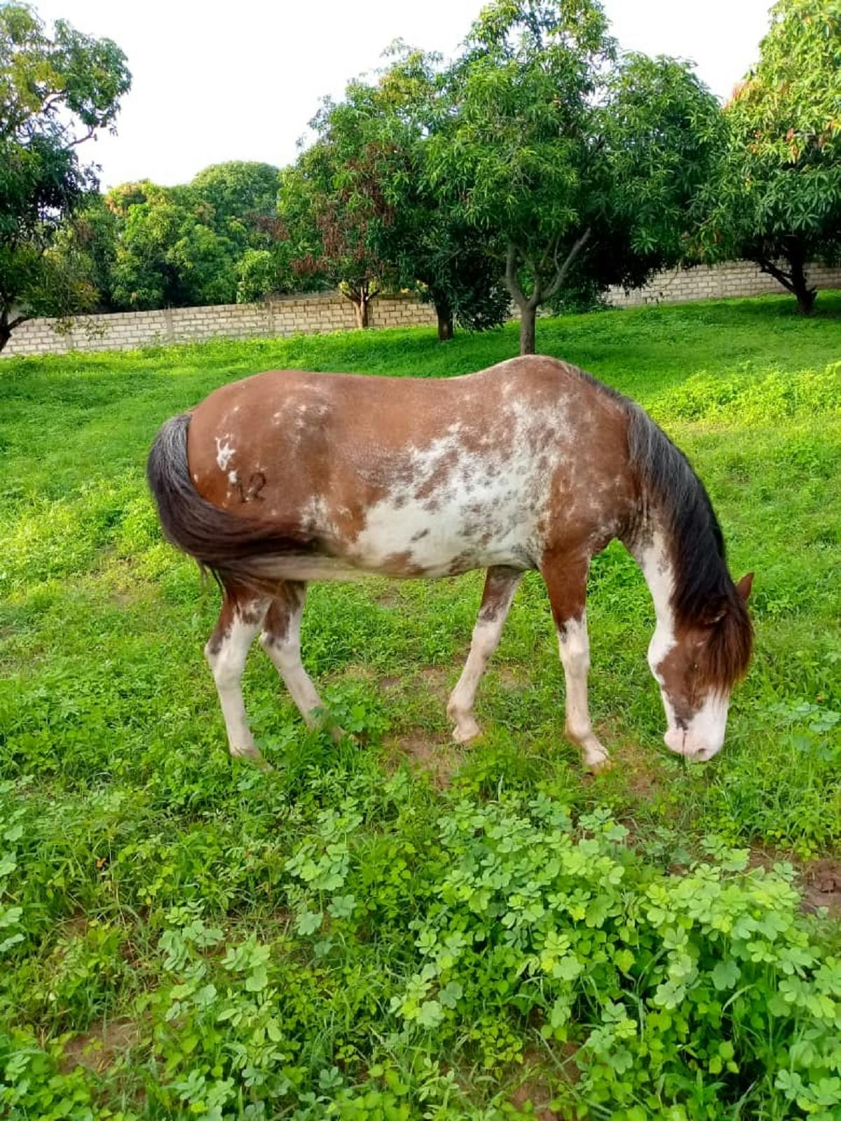 Passeios a cavalo a partir do Riu Baobab Pointe Sarene