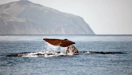 São Miguel Walvissafari met een Catamaran