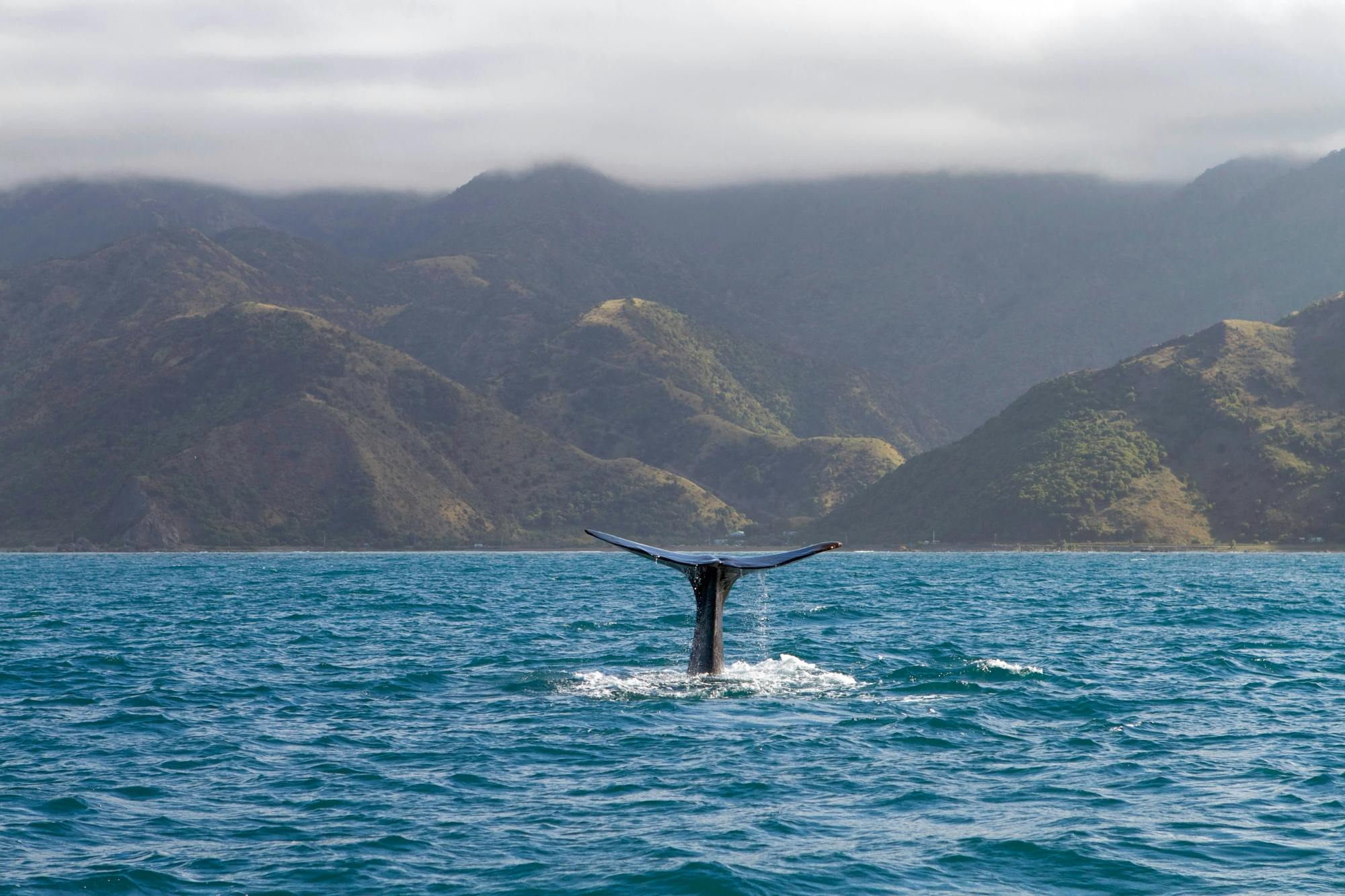 São Miguel Whale Watching Tour