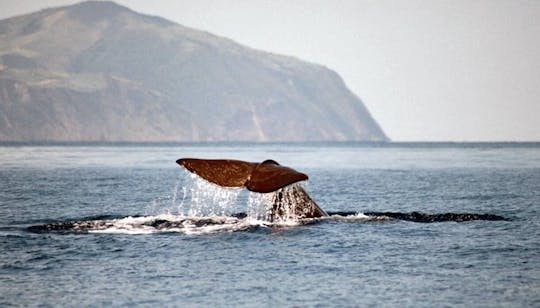 Tour en barco de avistamiento de ballenas en São Miguel