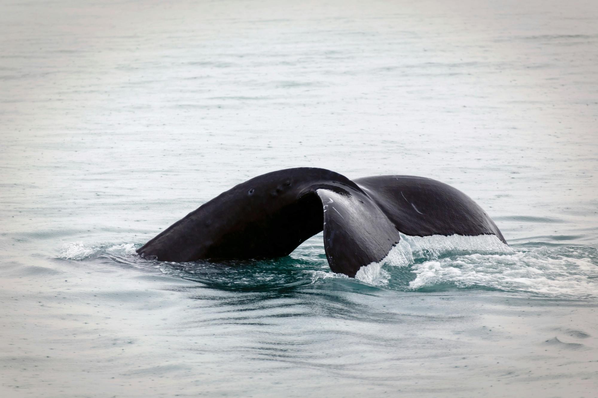 São Miguel Whale Watching Tour