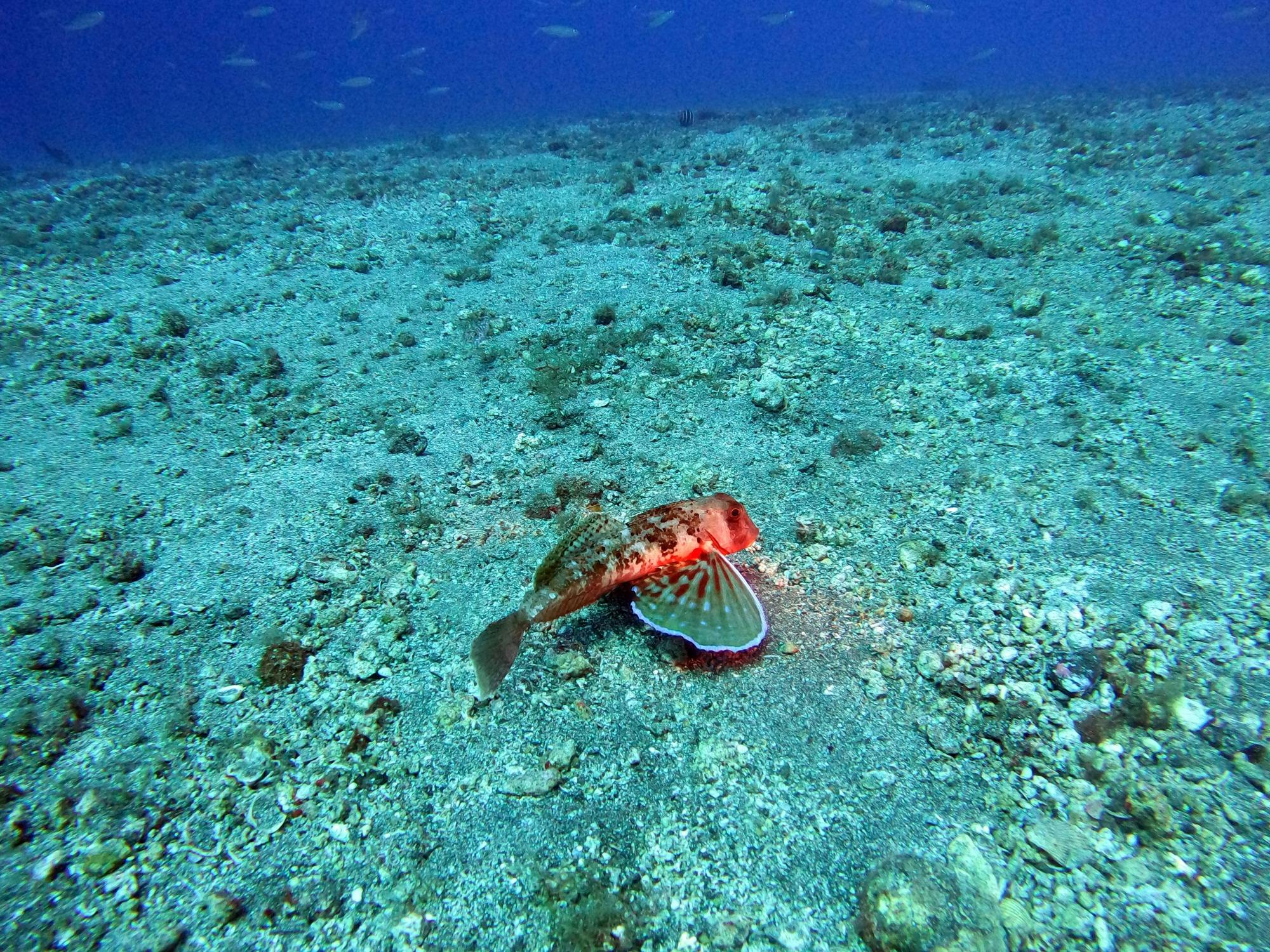 Qualified Diver Scuba Diving Experiences in the South of Fuerteventura