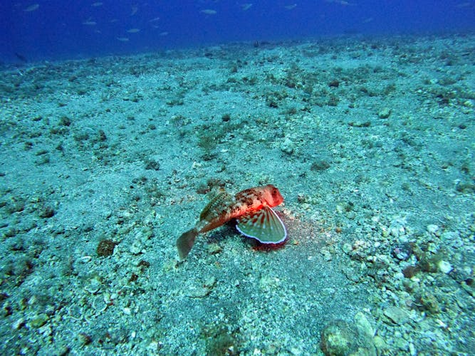 Qualified Diver Scuba Diving Experiences in the South of Fuerteventura