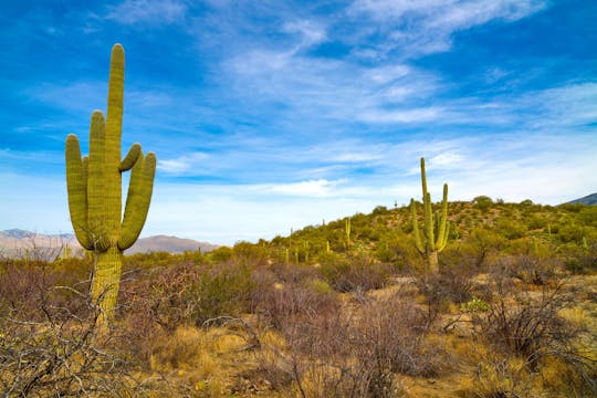 Saguaro National Park: zelfgeleide autorit met audiotour