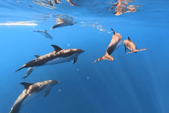 Observación de delfines y ballenas en Lanzarote Excursión de cuatro horas en barco
