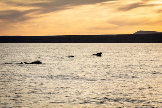 Crucero privado en catamarán para avistar delfines al atardecer en Lanzarote