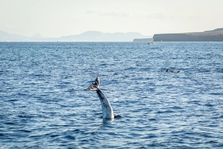 Private Dolphin and Whale Watching Catamaran Cruise with Snorkelling