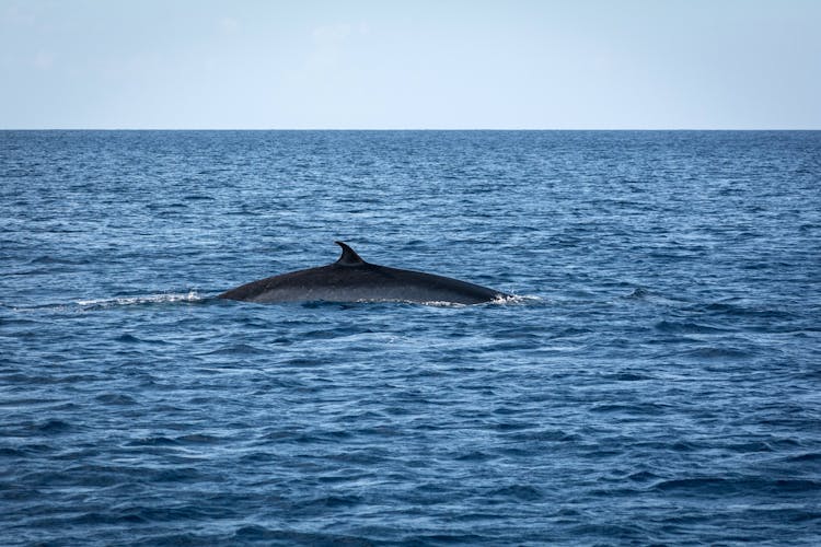 Private Dolphin and Whale Watching Catamaran Cruise with Snorkelling