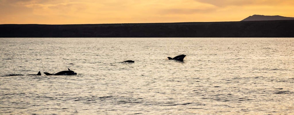 Lanzarote Private Delfinbeobachtungsfahrt bei Sonnenuntergang mit einem Katamaran