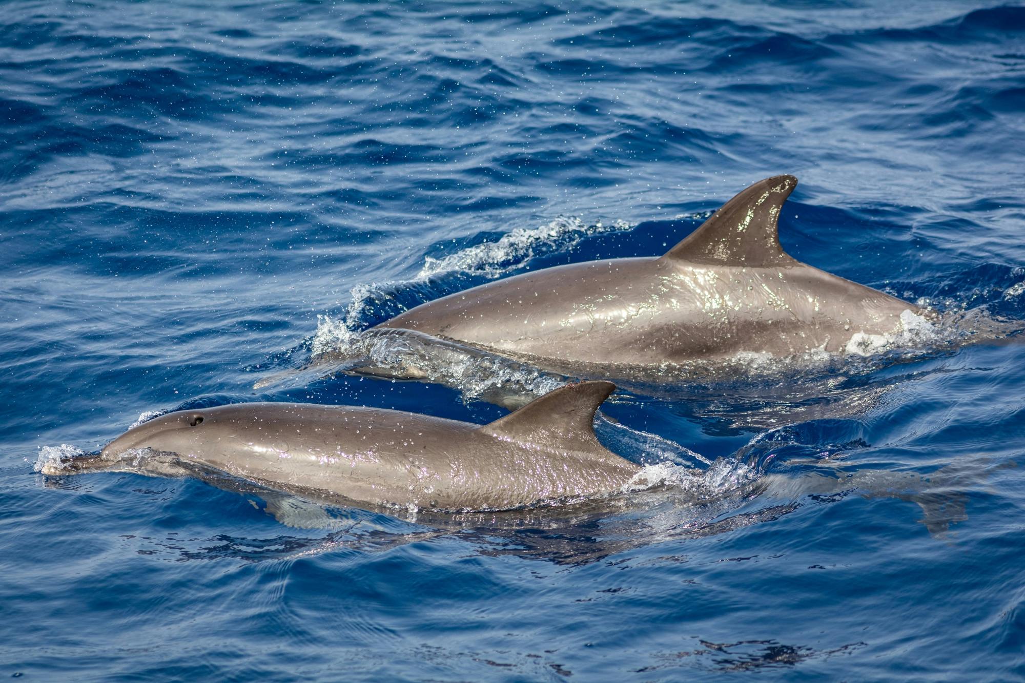 Private Delphin- und Walbeobachtungs-Katamaranfahrt mit Schnorcheln