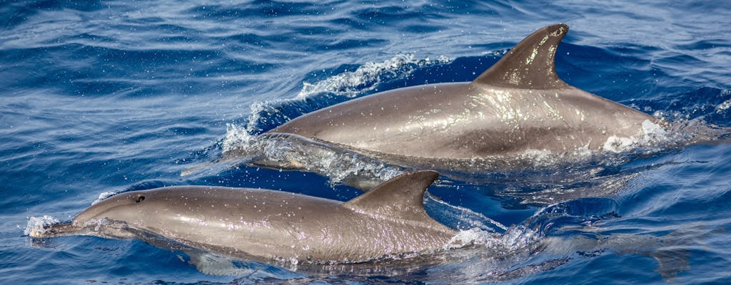 Private Delphin- und Walbeobachtungs-Katamaranfahrt mit Schnorcheln