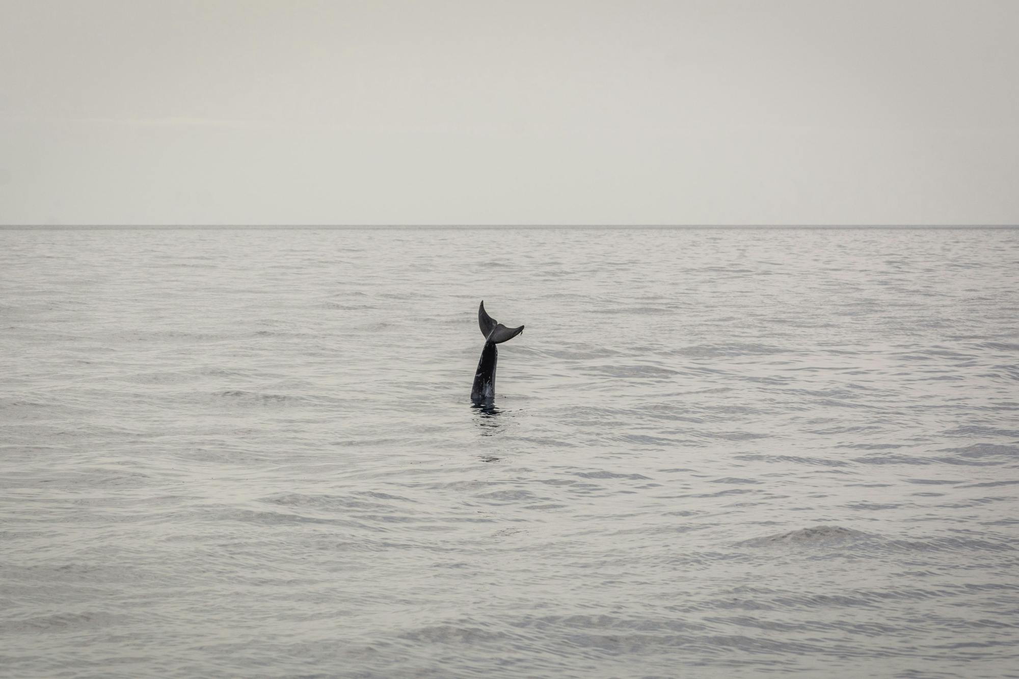 Lanzarote Private Sunset Dolphin Spotting Catamaran Cruise