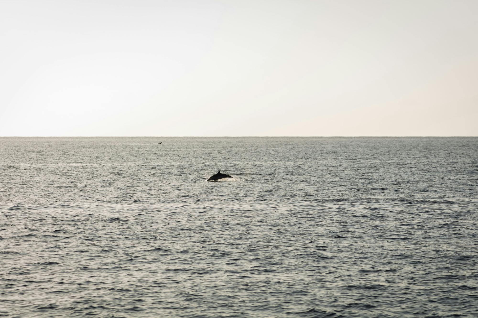Lanzarote Private Sunset Dolphin Spotting Catamaran Cruise