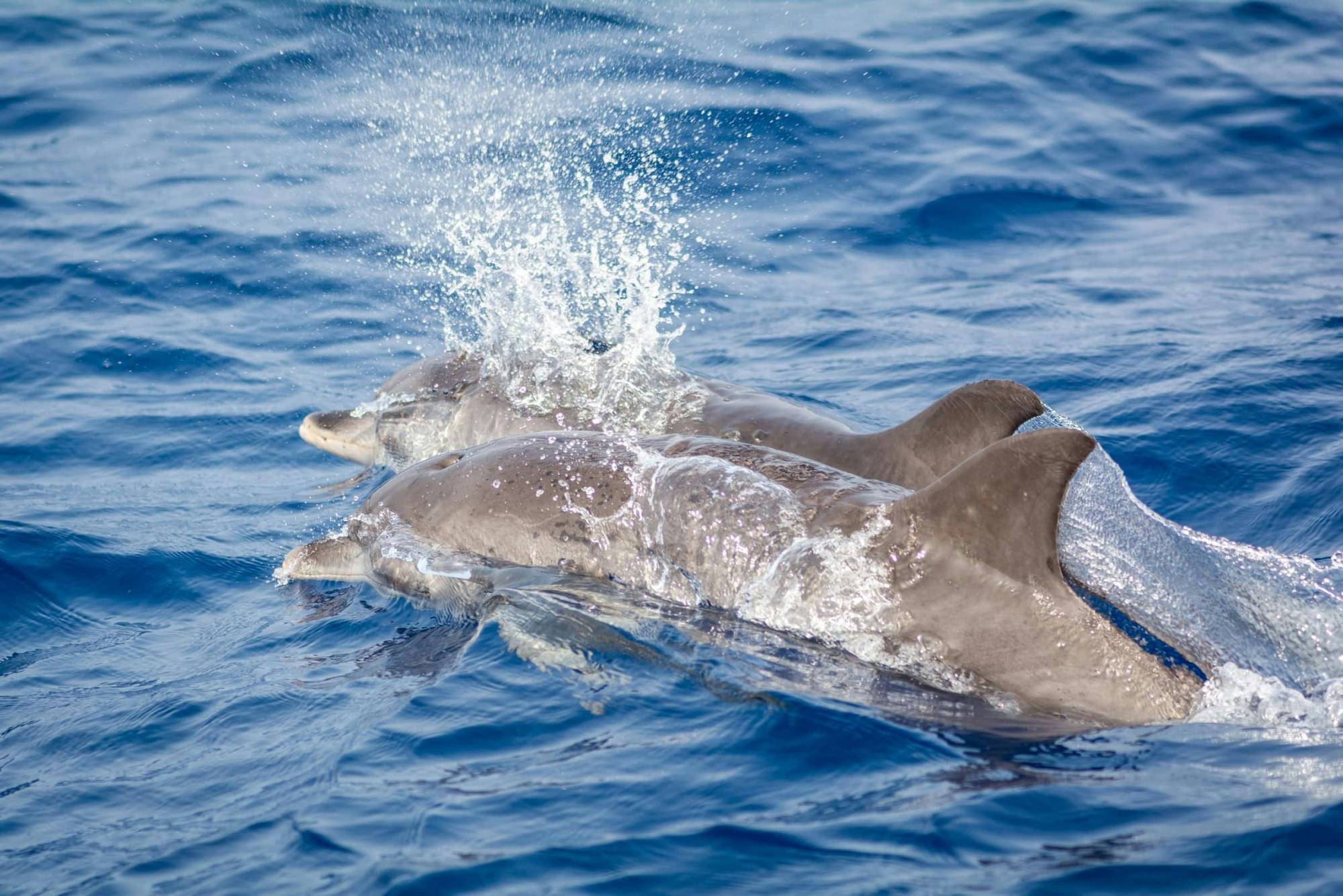 Private Dolphin and Whale Watching Catamaran Cruise with Snorkelling
