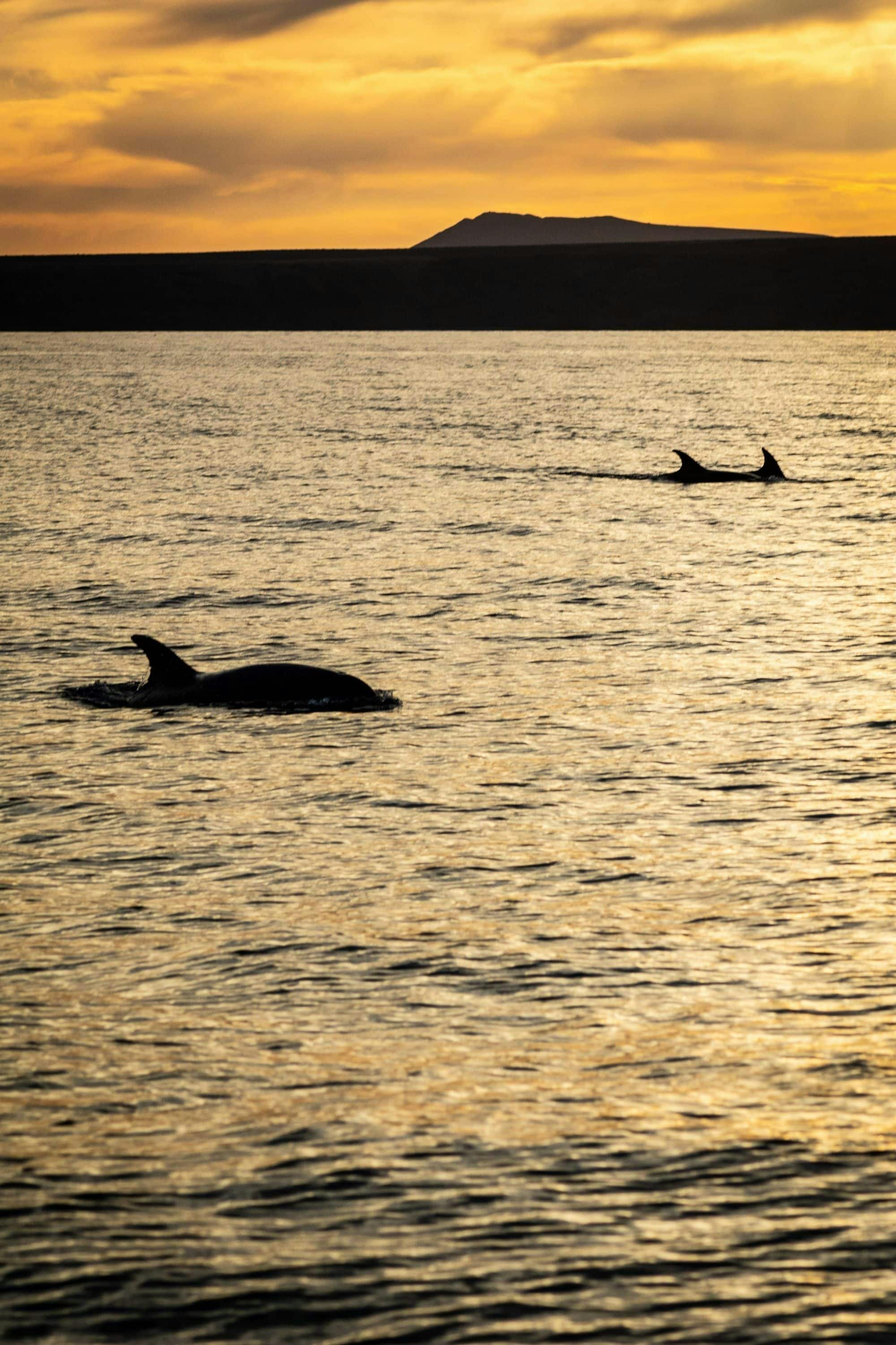 Lanzarote Private Sunset Dolphin Spotting Catamaran Cruise