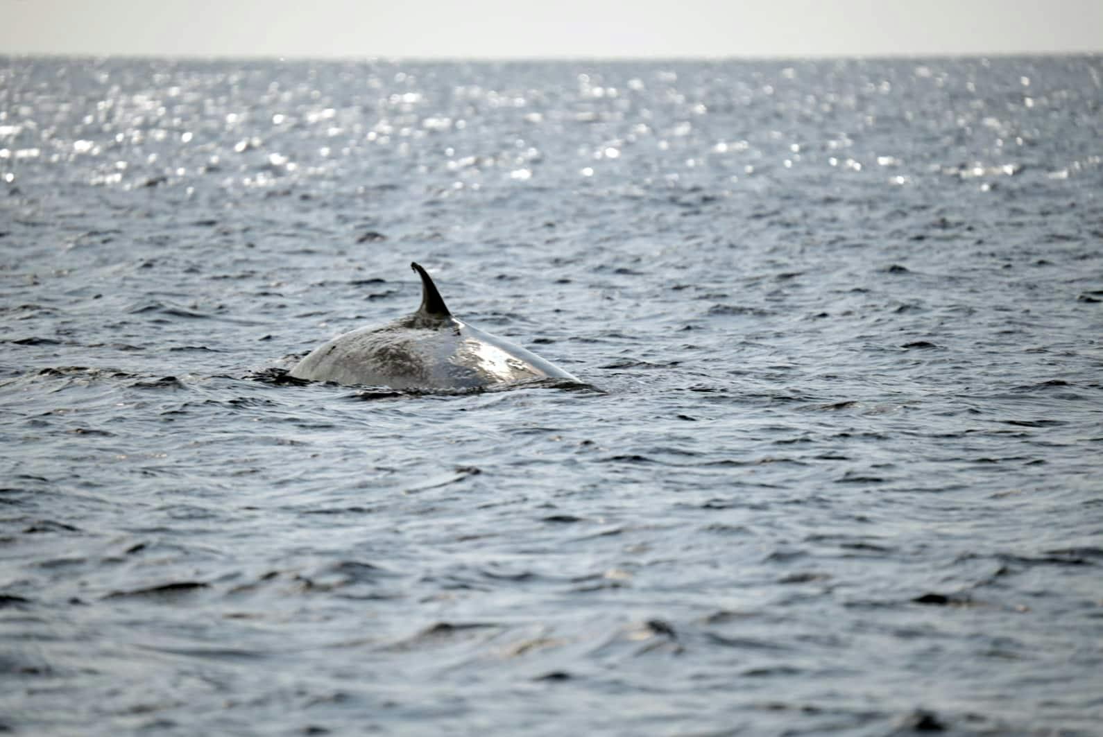 Private Dolphin and Whale Watching Catamaran Cruise with Snorkelling