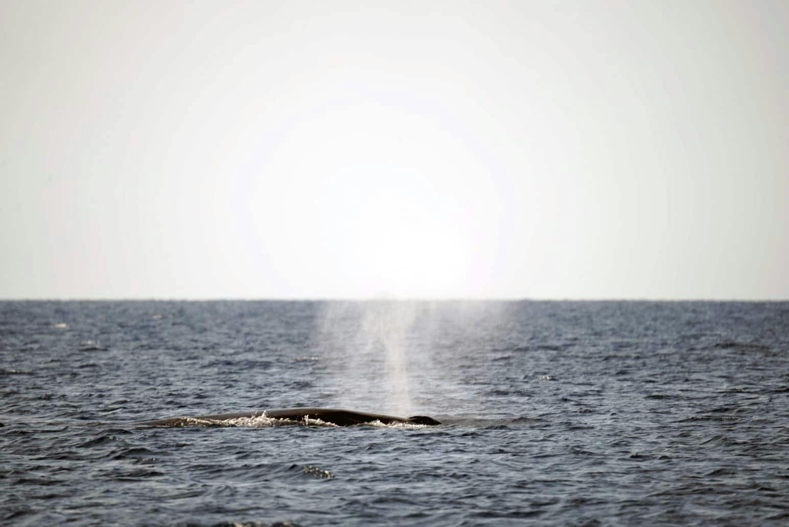 Lanzarote Dolphin and Whale Watching Four-hour Boat Trip