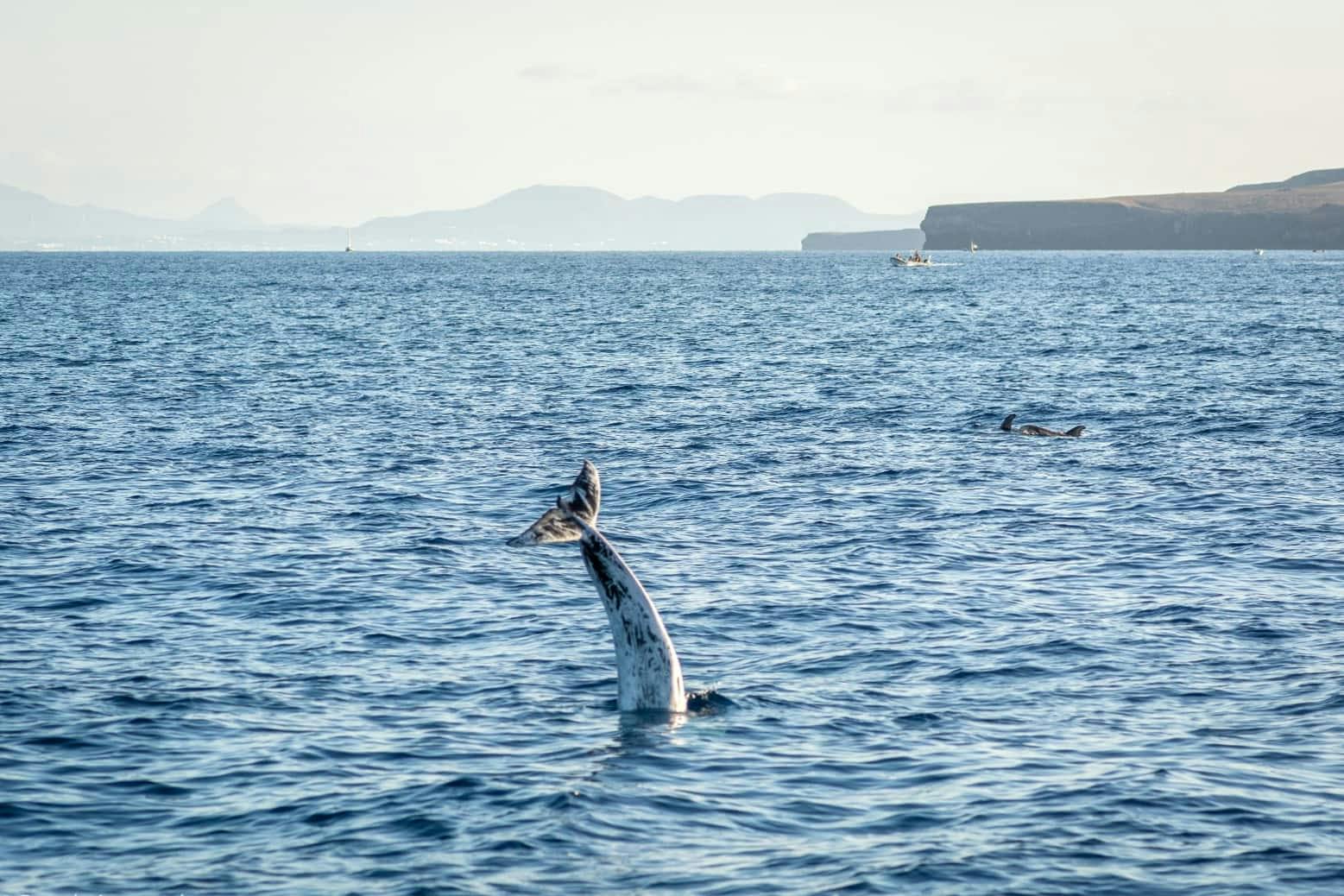 Lanzarote Dolphin and Whale Watching Four-hour Boat Trip