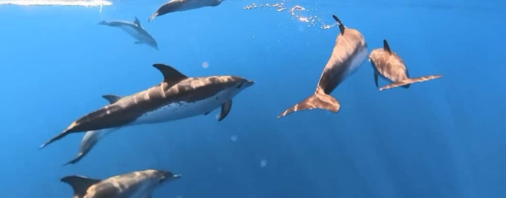 Dolfijn- en walvissafari Lanzarote 4-uur durende boottocht