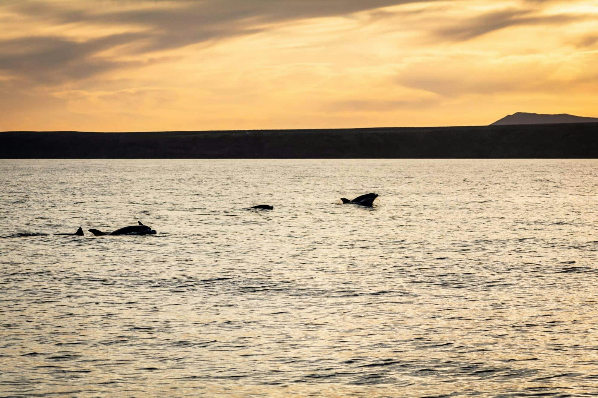 Lanzarote Privé catamaran cruise Dolfijnen spotten bij zonsondergang