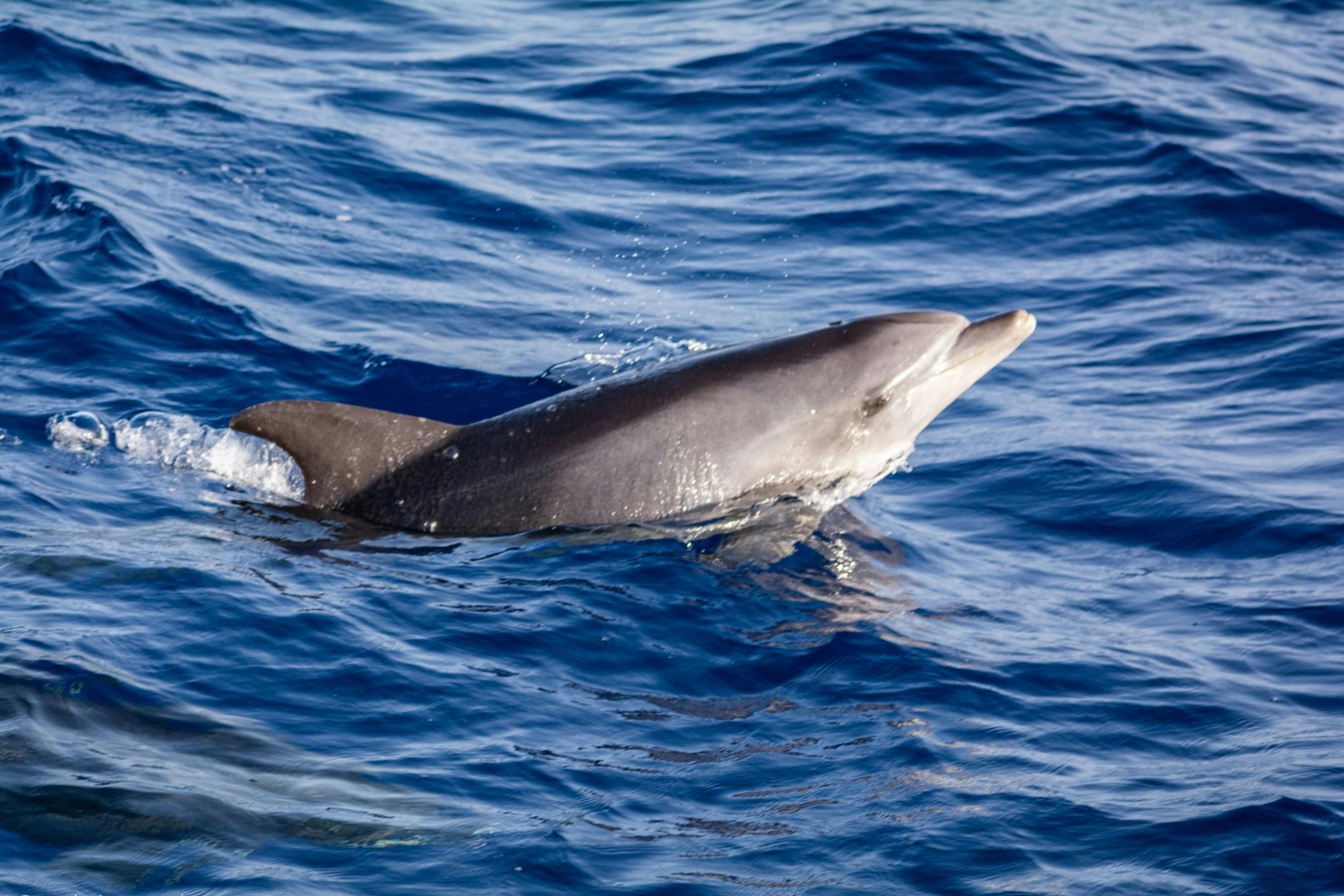 Private Dolphin and Whale Watching Catamaran Cruise with Snorkelling