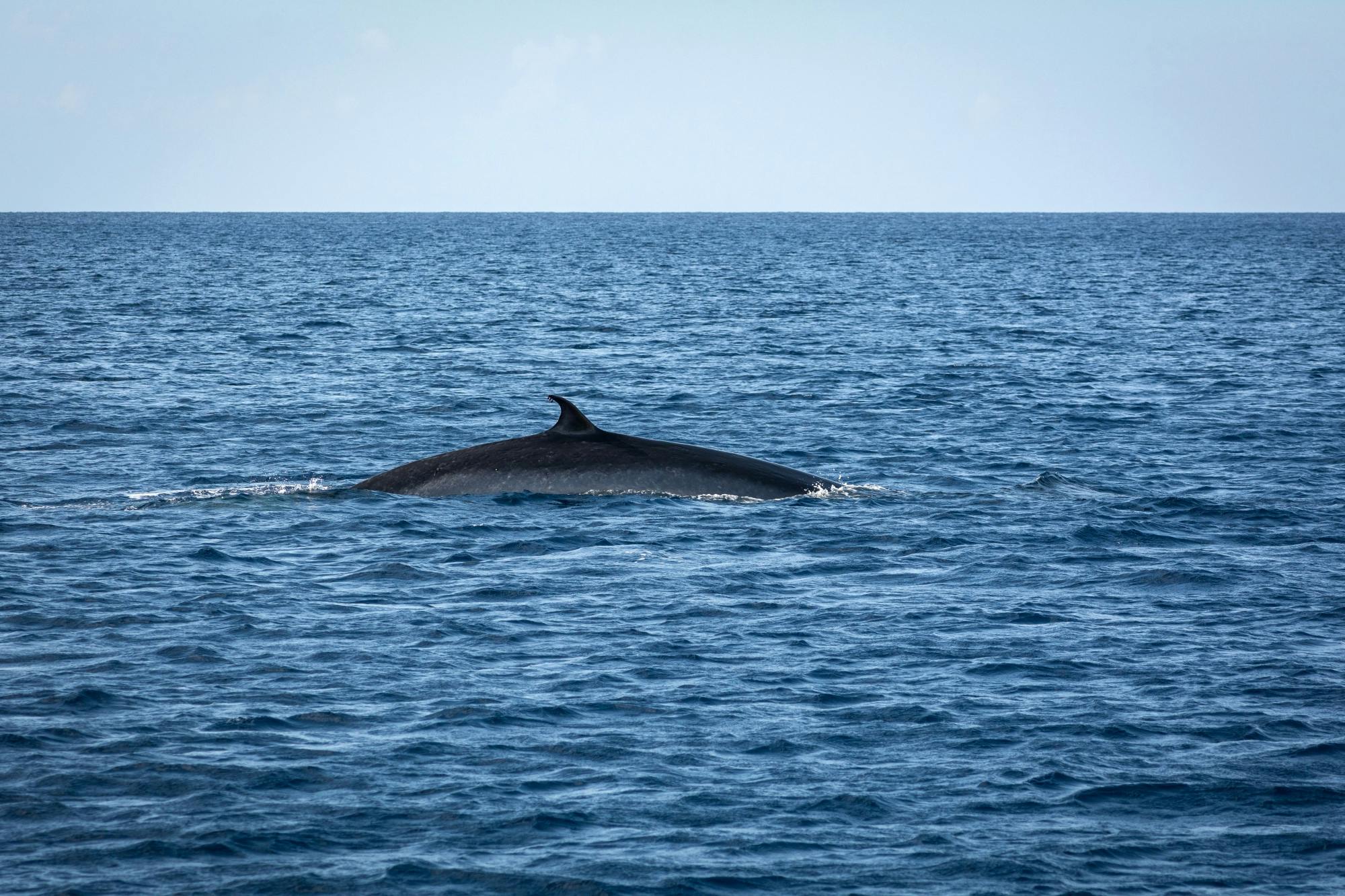 Lanzarote Dolphin and Whale Watching Four-hour Boat Trip