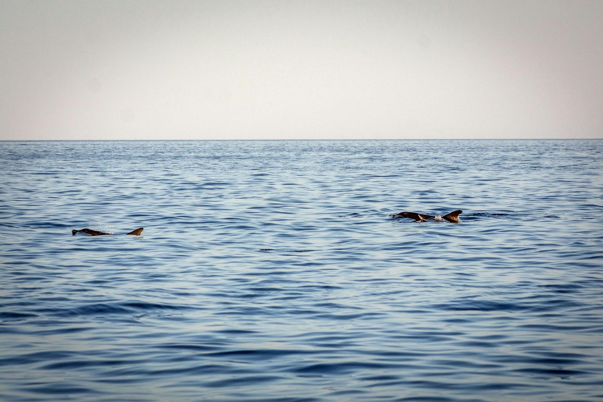 Lanzarote Private Sunset Dolphin Spotting Catamaran Cruise