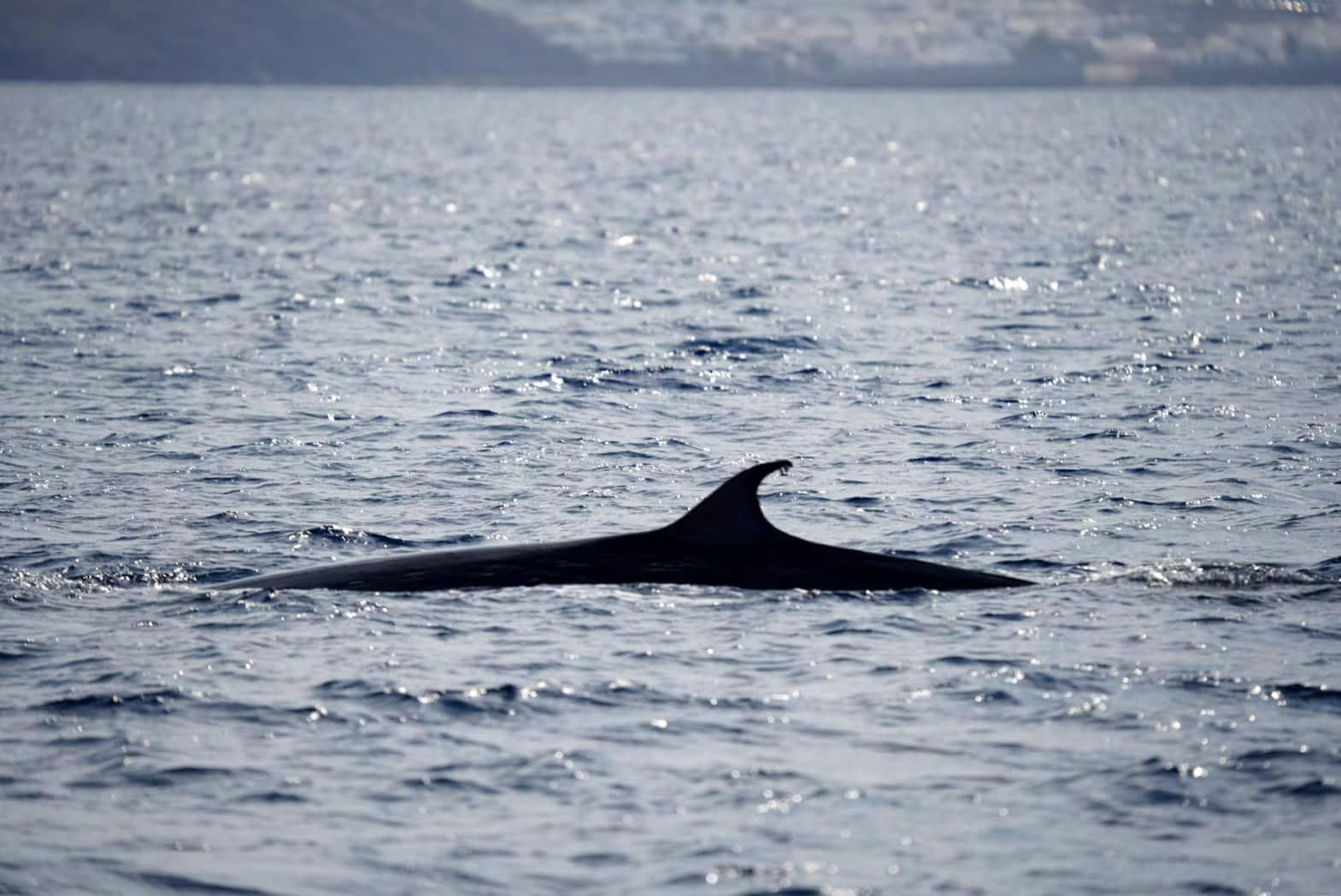 Lanzarote Dolphin and Whale Watching Four-hour Boat Trip