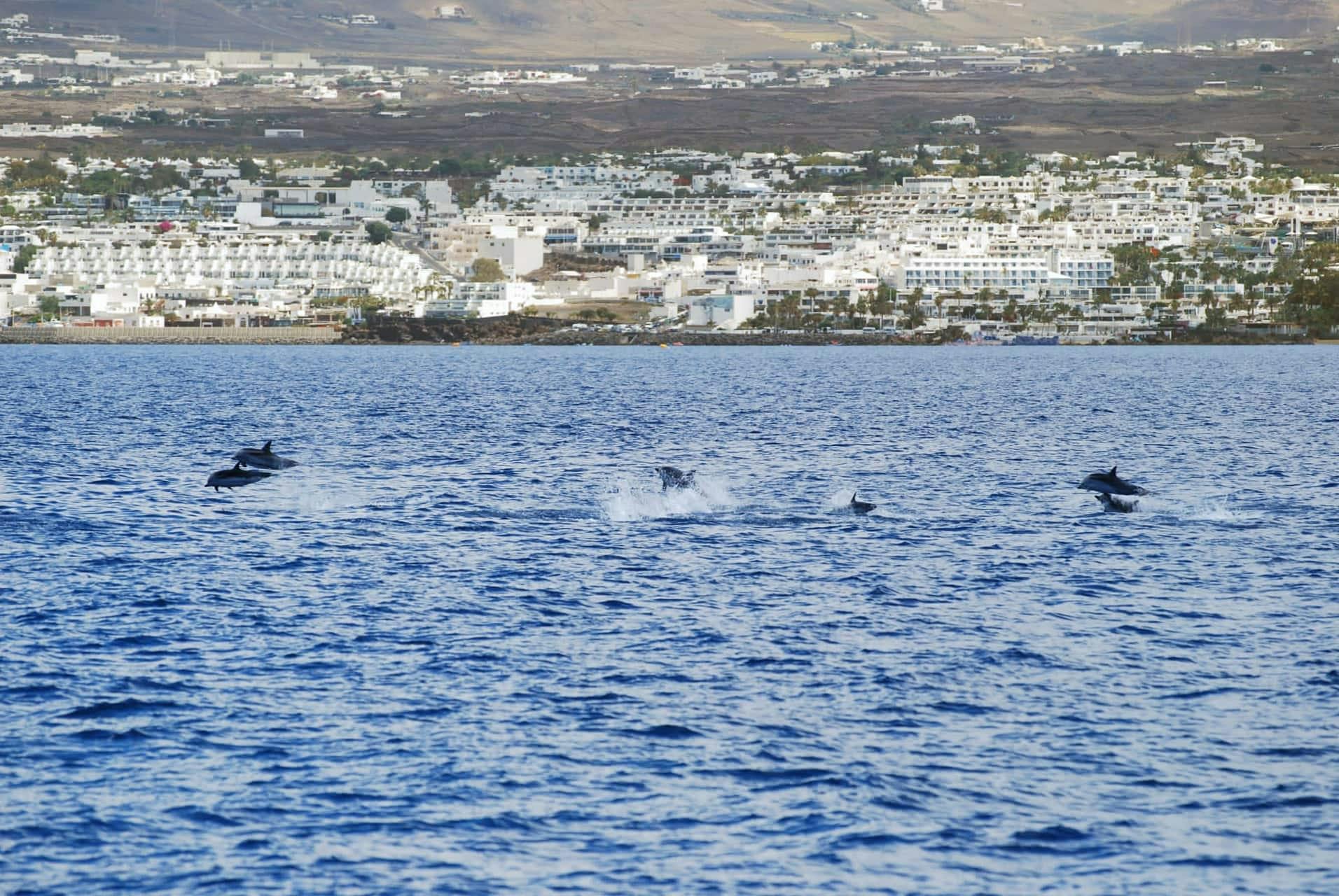 Lanzarote Dolphin and Whale Watching Four-hour Boat Trip