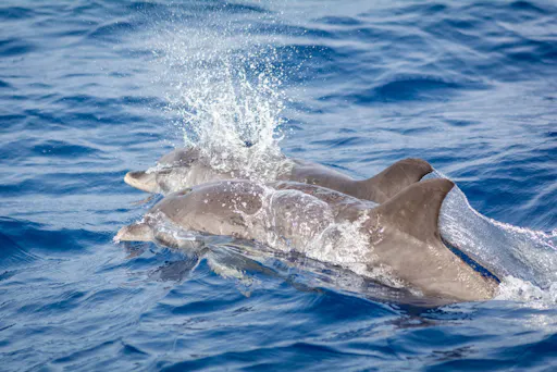 Lanzarote Dolphin and Whale Watching Four-hour Boat Trip