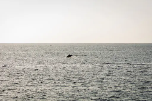 Lanzarote Private Sunset Dolphin Spotting Catamaran Cruise