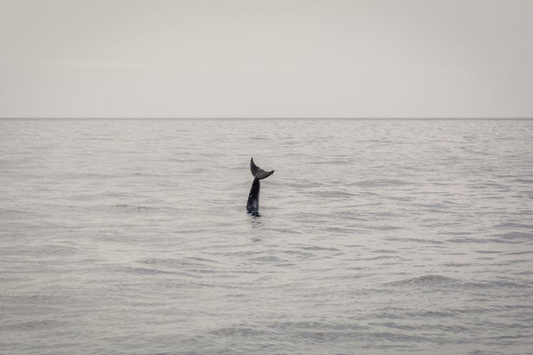 Lanzarote Sunset Dolphin Spotting Catamaran Cruise