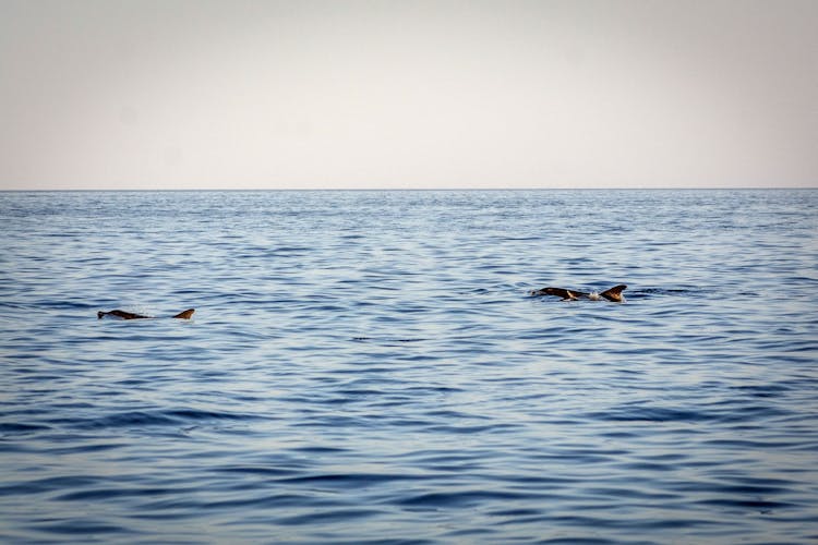 Lanzarote Sunset Dolphin Spotting Catamaran Cruise