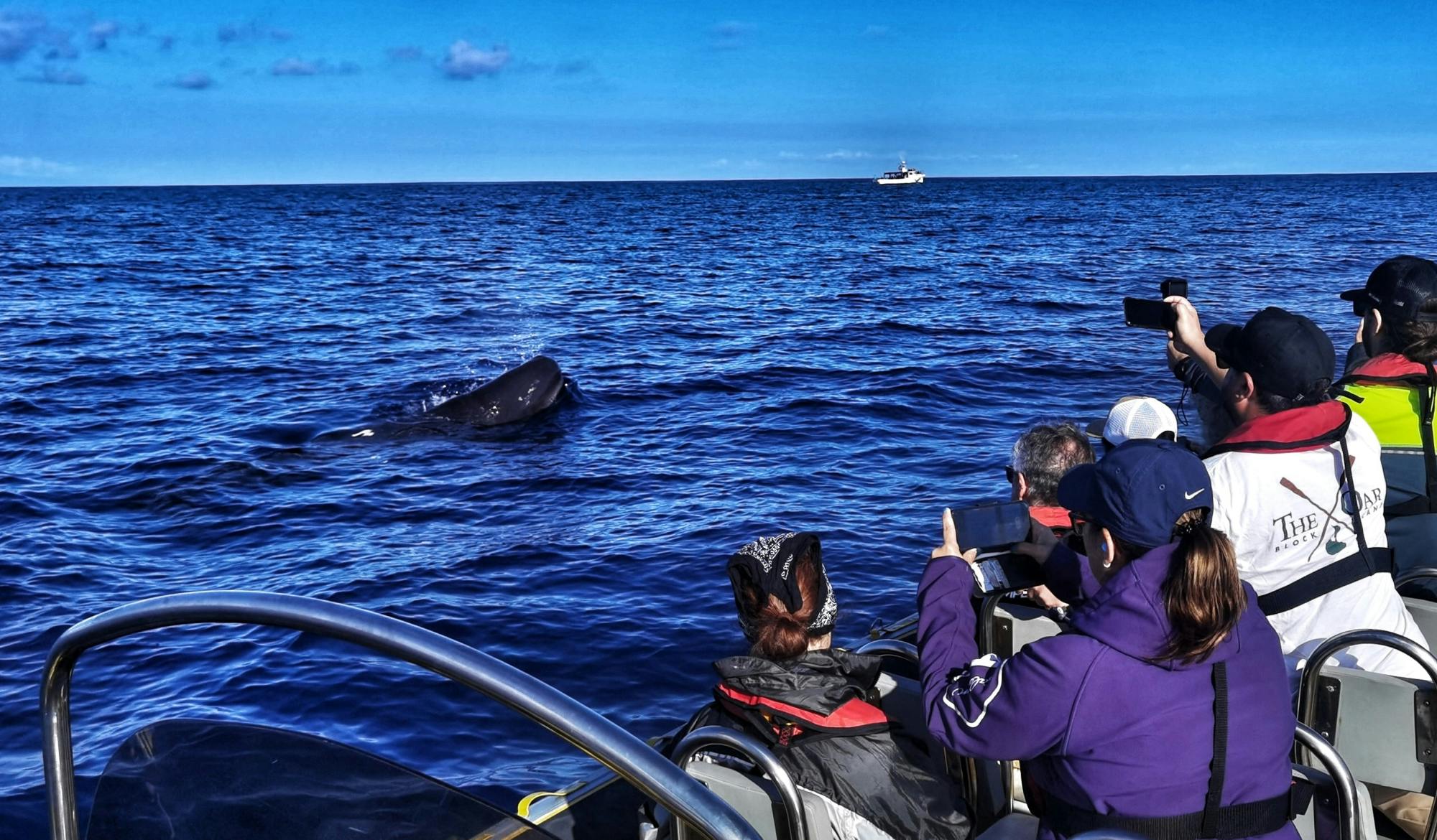 Walvissen spotten in Terceira