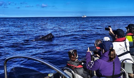 Avistamiento de ballenas en Terceira