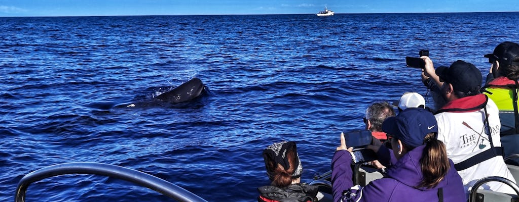 Walvissen spotten in Terceira
